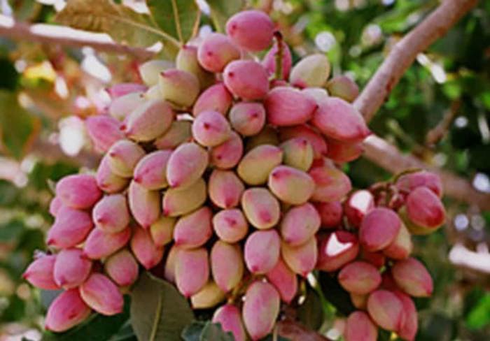 توسعه باغ‌های پسته در همدان؛ سطح زیرکشت به ۴۰۴ هکتار رسید