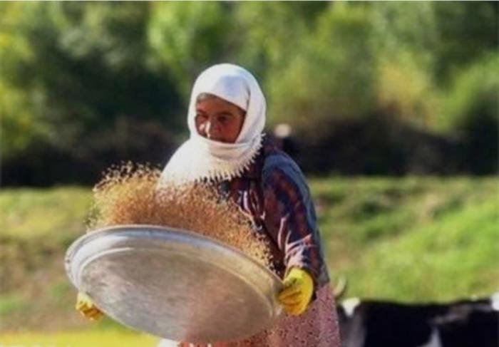 همکاری داوطلبانه ۲۵۰ زن تسهیلگر روستایی همدانی با جهاد کشاورزی